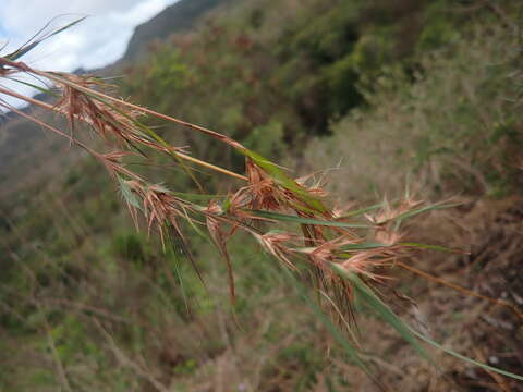 Themeda quadrivalvis (L.) Kuntze resmi