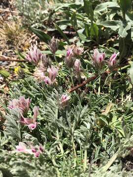 Image of Uinta Clover