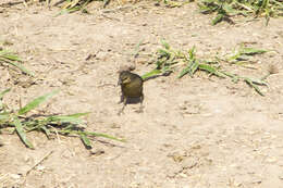 Image of Chestnut-capped Blackbird