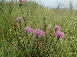 Слика од Serratula coronata subsp. insularis (Iljin) Kitam.