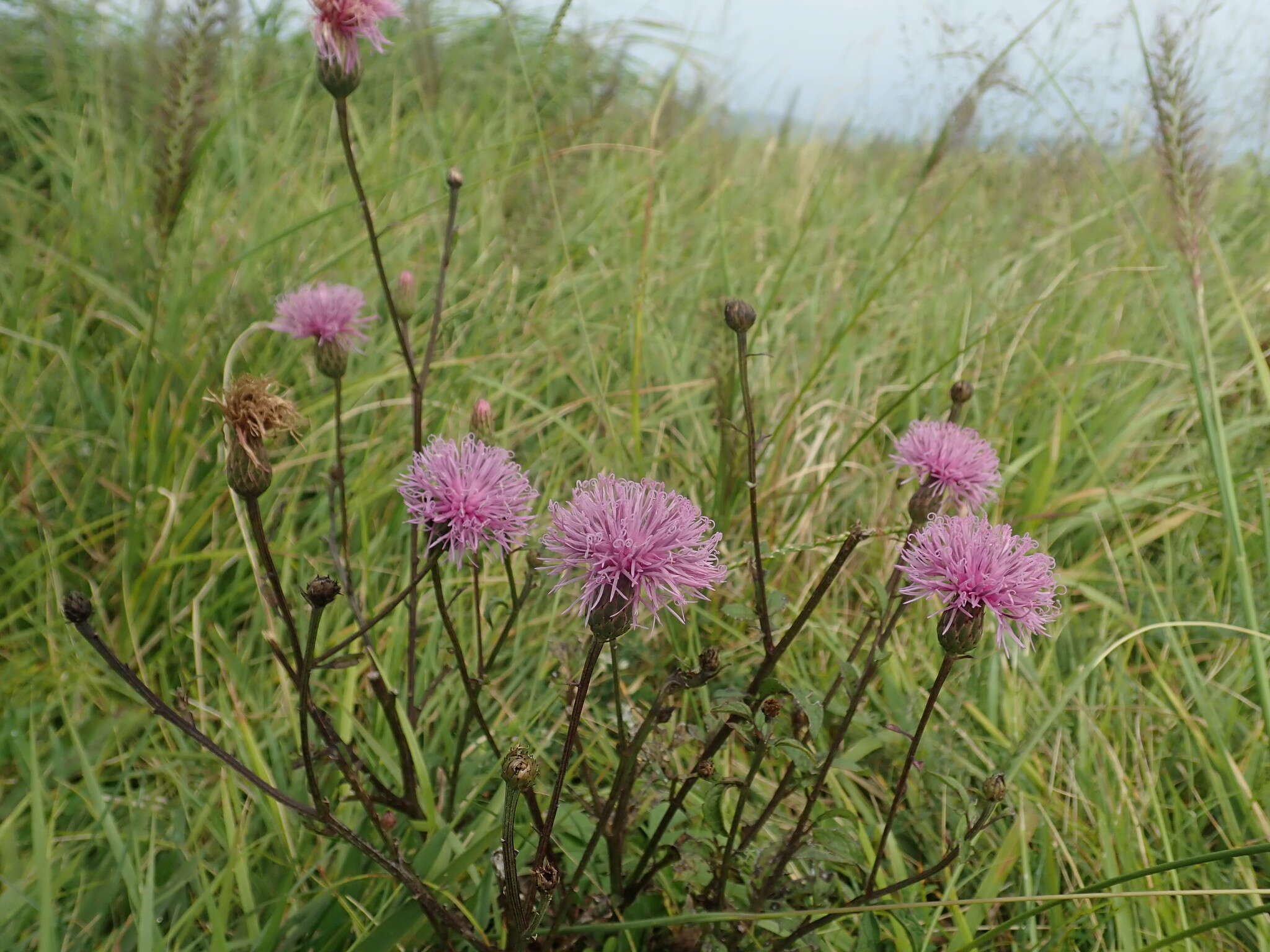 Plancia ëd Serratula coronata subsp. insularis (Iljin) Kitam.