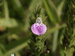 Image of Justicia procumbens var. hirsuta Yamam.