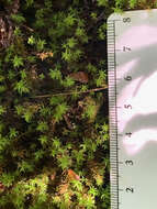 Image of dichodontium moss