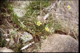 Image of Lesser Spearwort