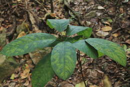 Image of Passiflora lindeniana Planch. ex Triana & Planch.