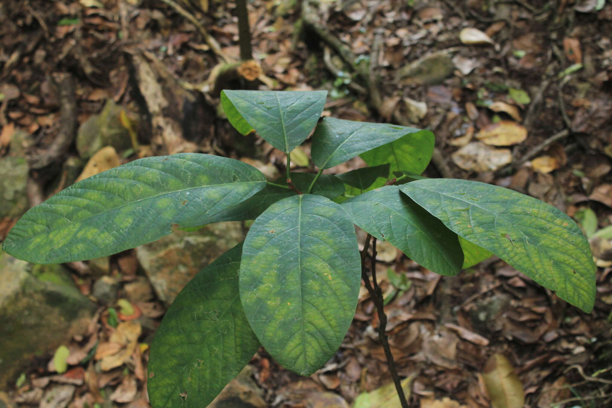 Image de Passiflora lindeniana Planch. ex Triana & Planch.