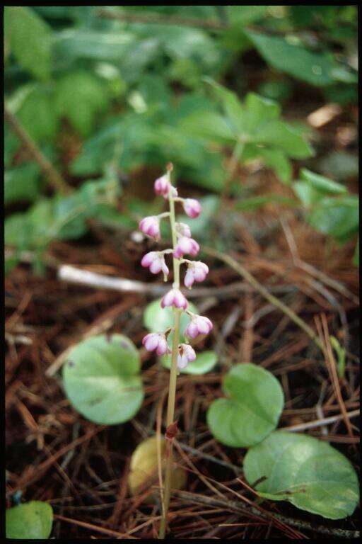 Image de Pyrola asarifolia Michx.