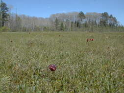 Image of purple pitcherplant