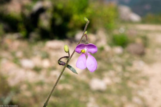 Plancia ëd Phaseolus acutifolius A. Gray