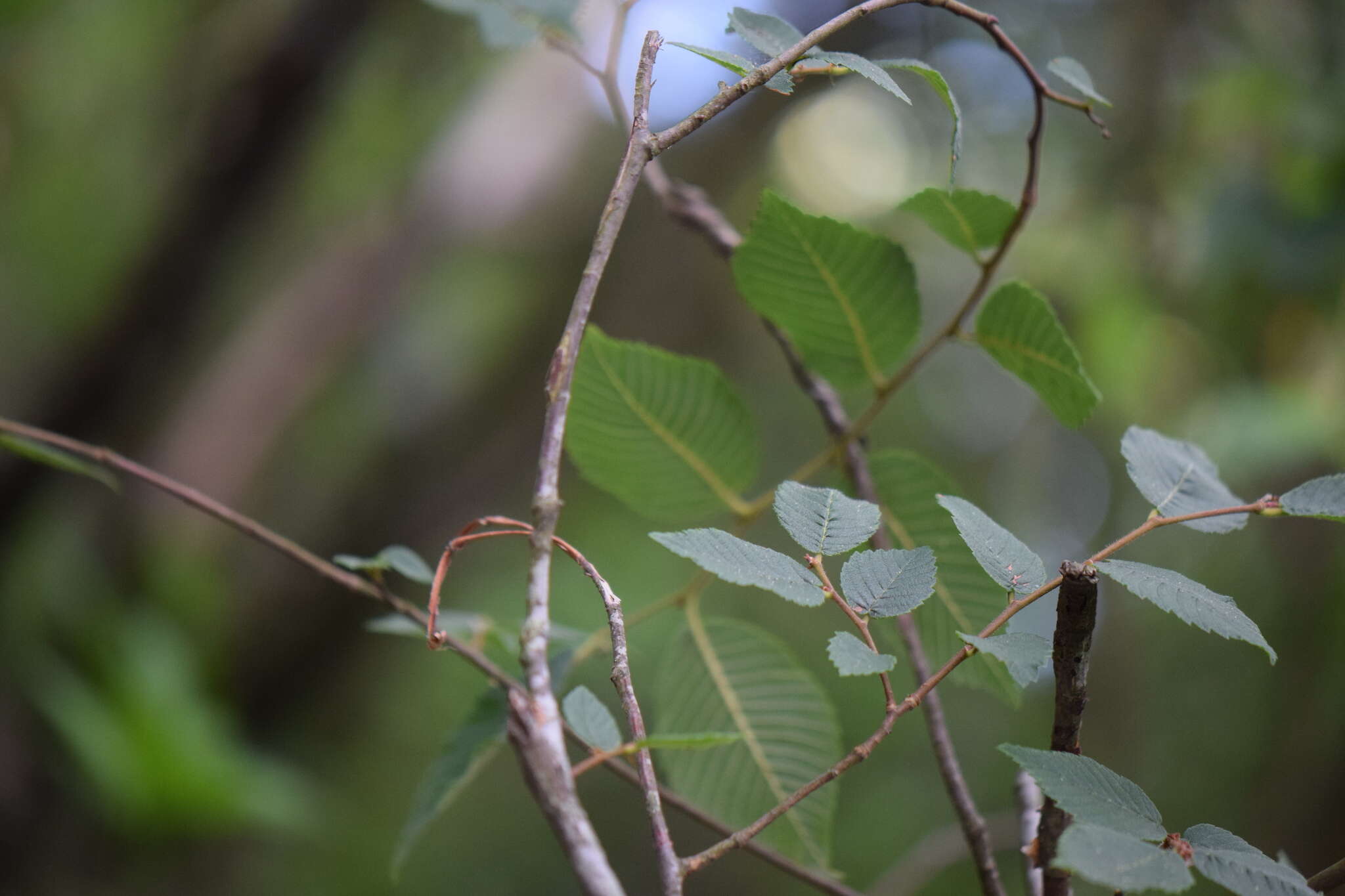 Image of September elm