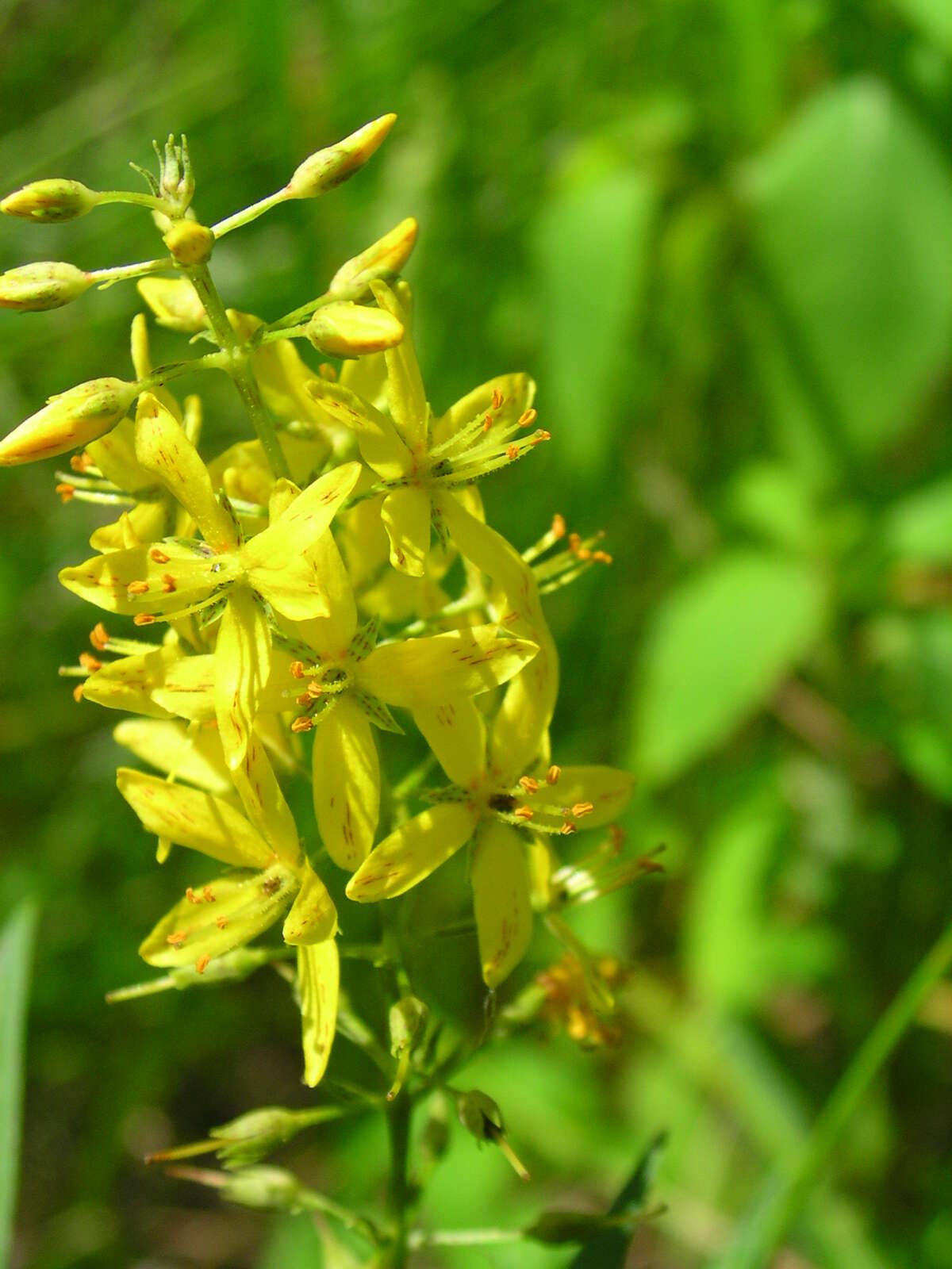 Image of earth loosestrife