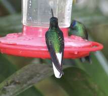 Image of White-tailed Starfrontlet