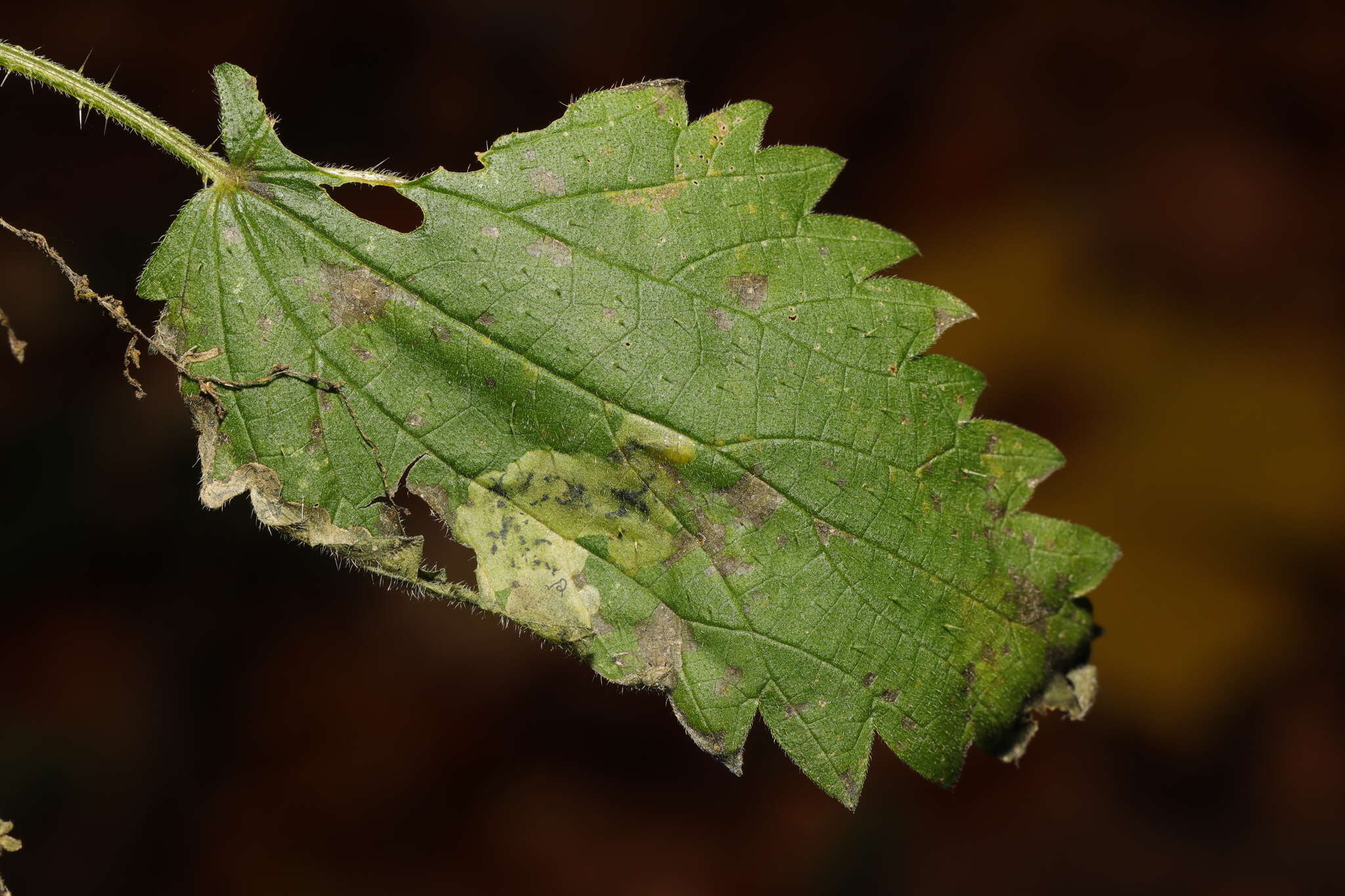 Слика од Agromyza anthracina Meigen 1830