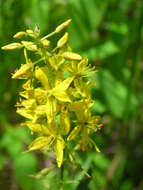 Image of earth loosestrife