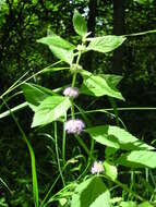 Image of wild mint