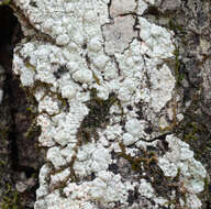 Image of <i>Pertusaria paratuberculifera</i> Dibben