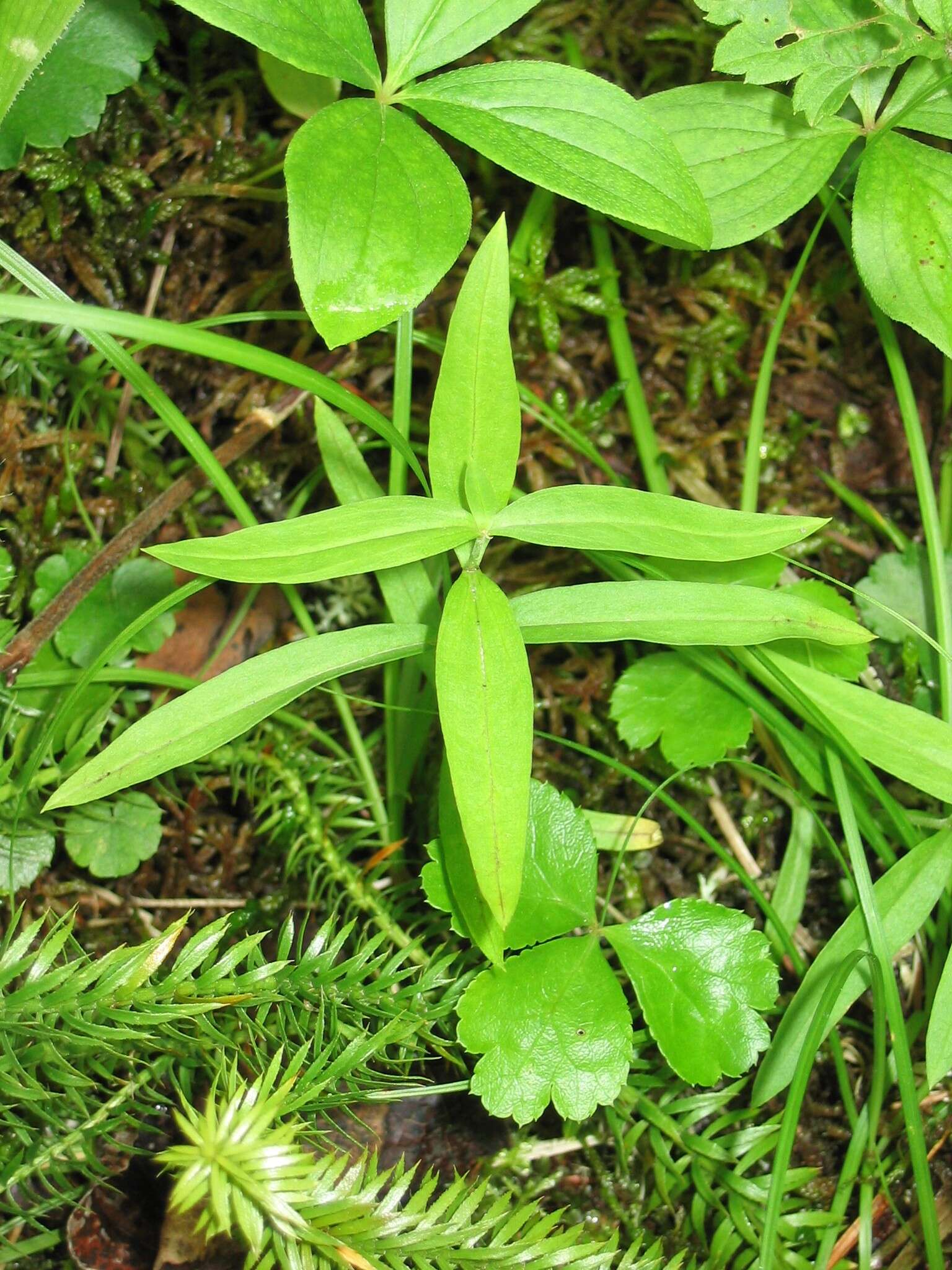 Plancia ëd Moehringia macrophylla (Hook.) Fenzl