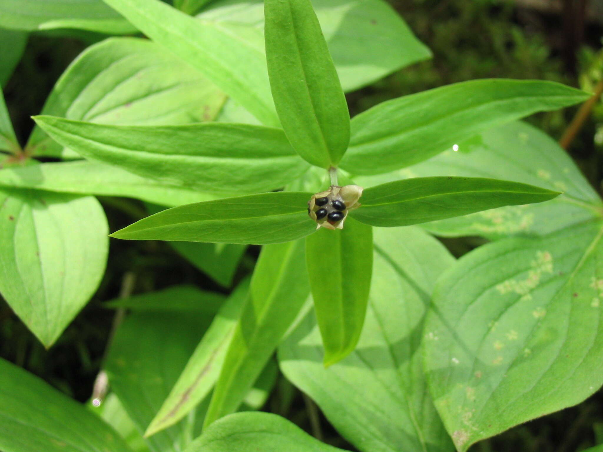 Слика од Moehringia macrophylla (Hook.) Fenzl