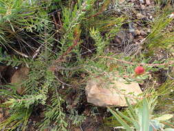 Plancia ëd <i>Leucospermum <i>tottum</i></i> var. tottum