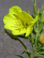 Image of common evening primrose