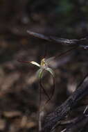 Image of Chameleon orchid