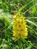 Image of earth loosestrife