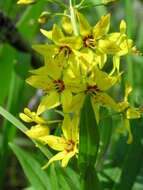 Image of earth loosestrife