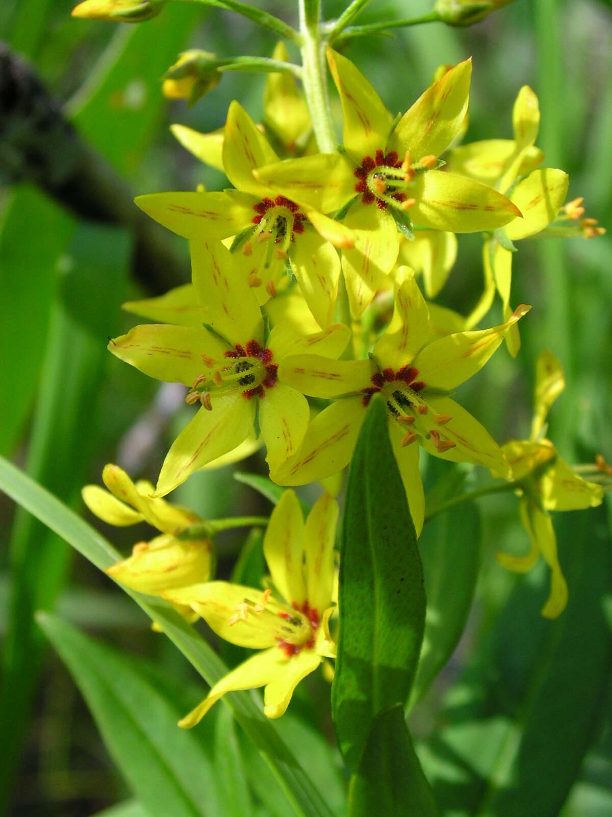 Image of earth loosestrife