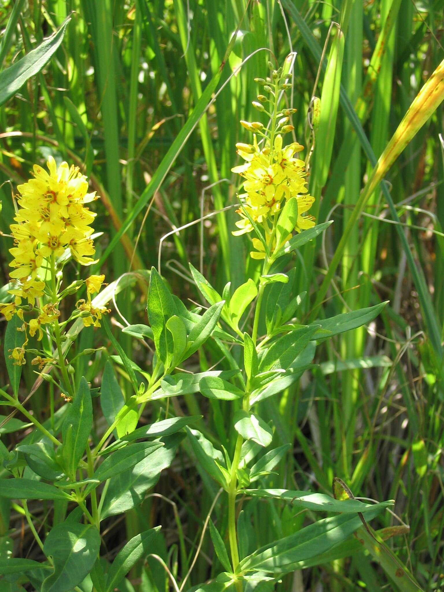 Image of earth loosestrife