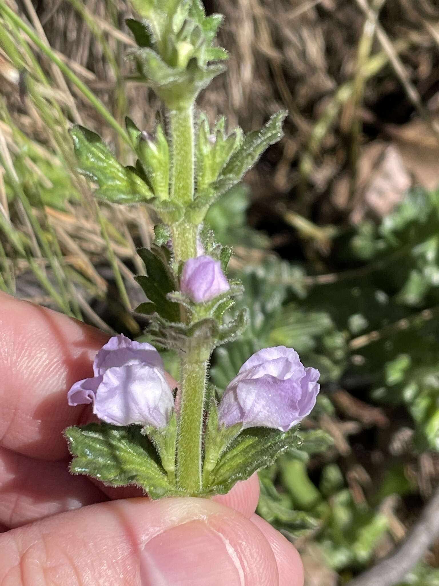 Sivun Euphrasia collina R. Br. kuva