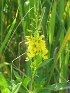 Image of earth loosestrife