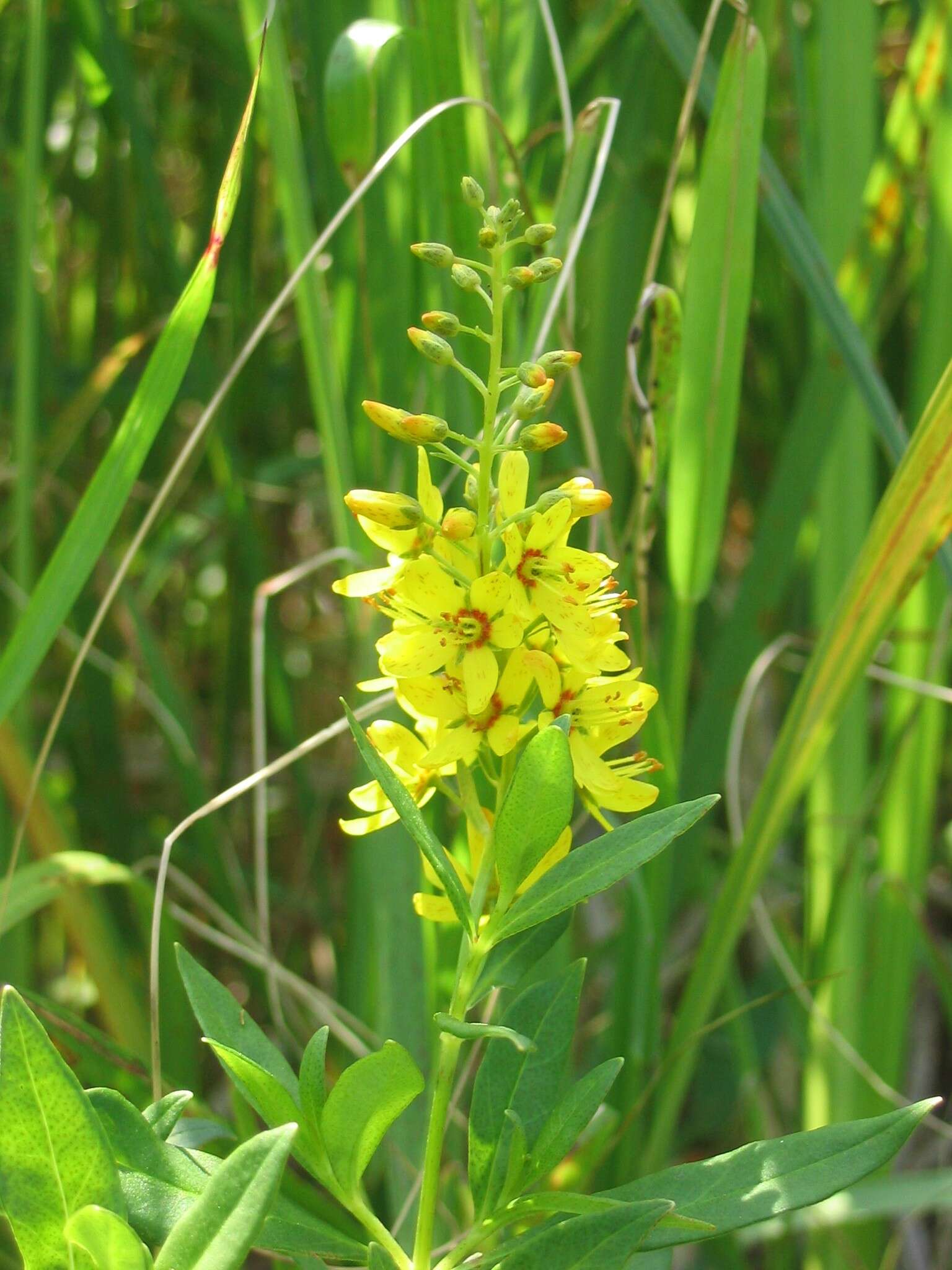 Image of earth loosestrife