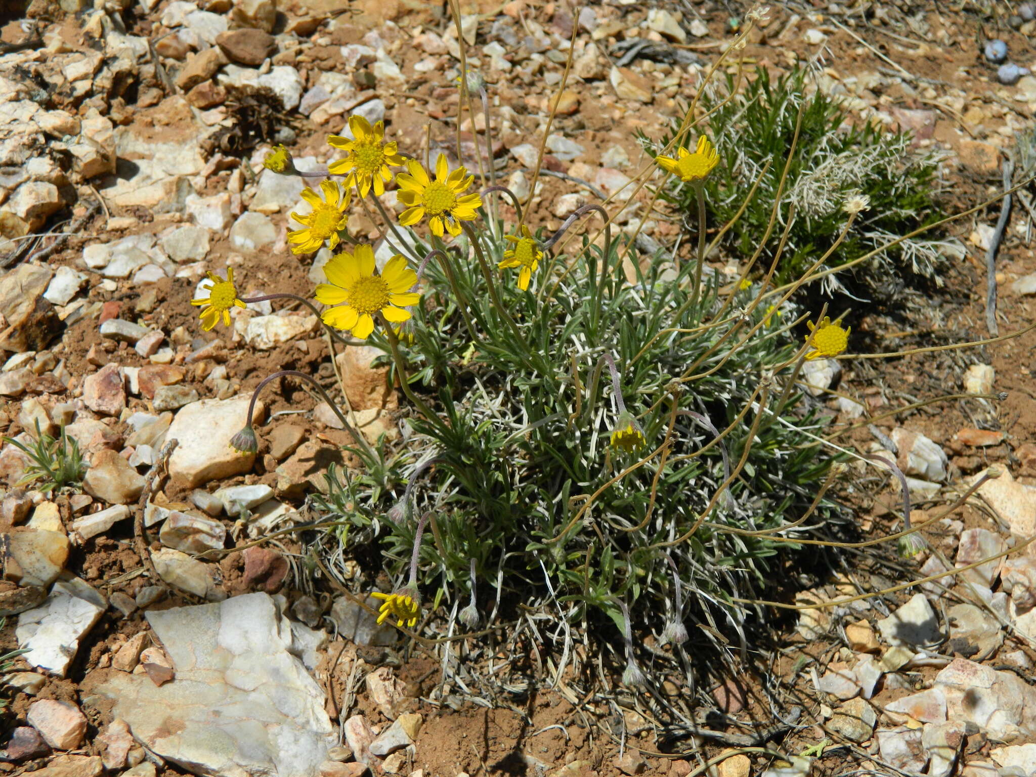 Image of Arizona four-nerve daisy