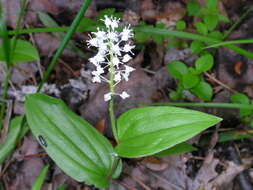 Image of Canada mayflower