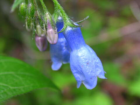 Mertensia paniculata (Ait.) G. Don resmi