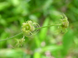 Image of naked miterwort