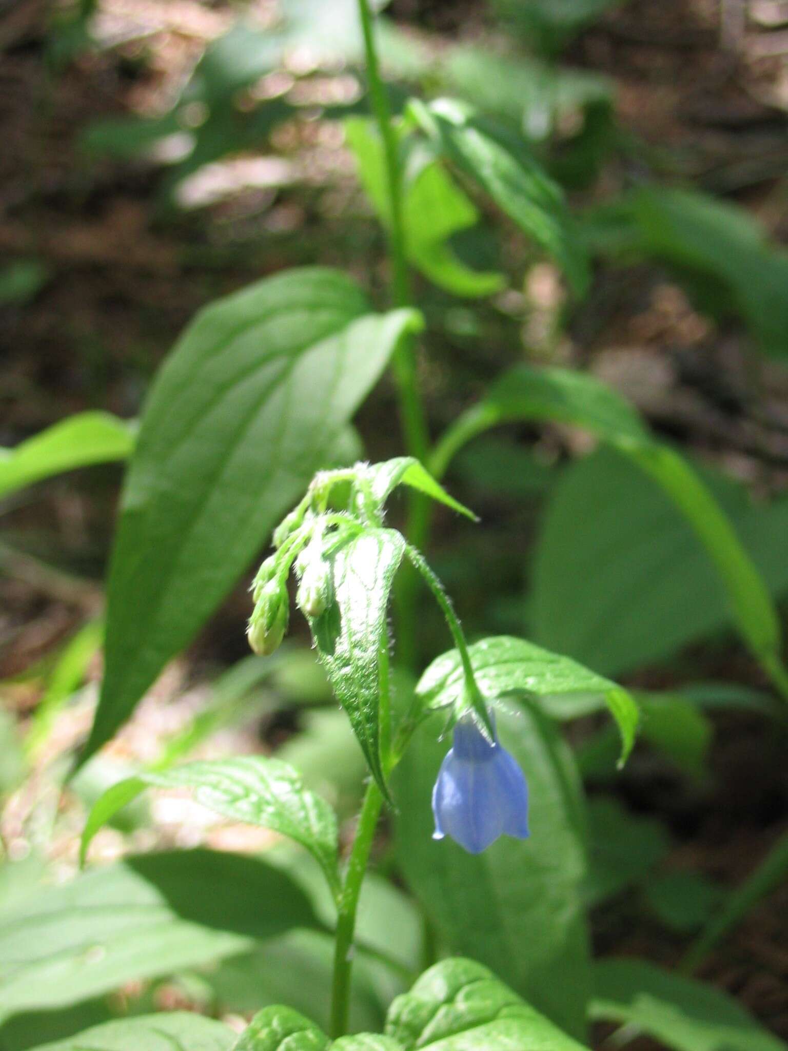 Image of tall bluebells