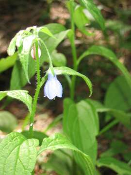 Mertensia paniculata (Ait.) G. Don resmi