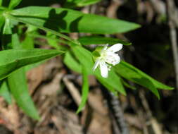 Plancia ëd Moehringia macrophylla (Hook.) Fenzl