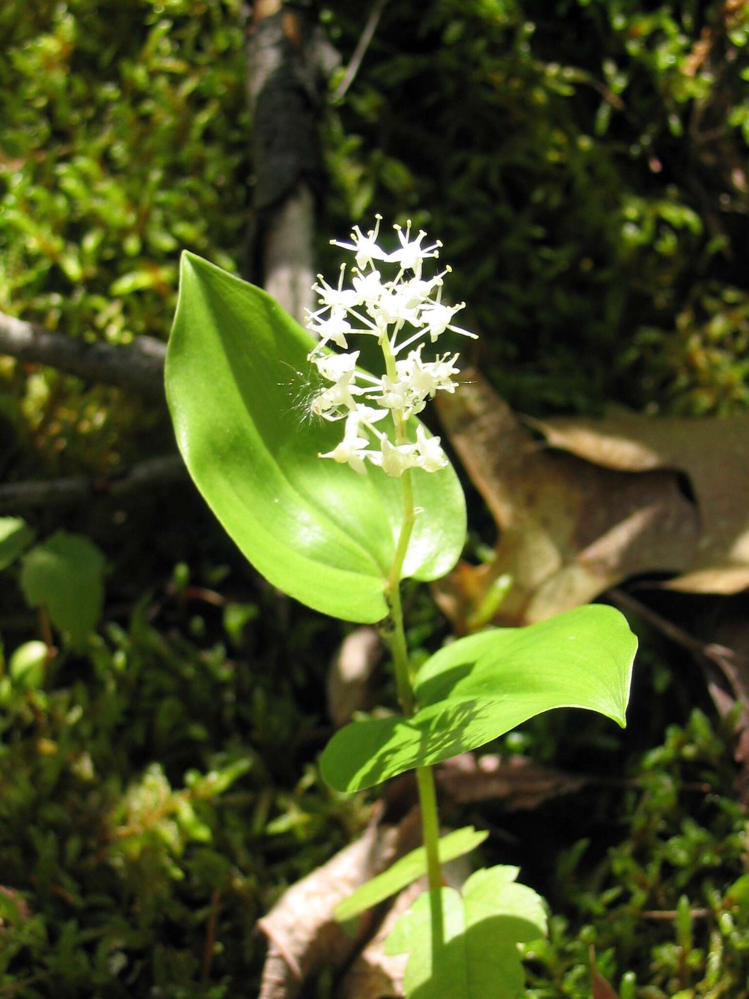 Image of Canada mayflower