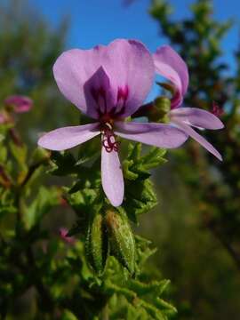 Image of Pelargonium hermaniifolium (Berg.) Jacq.