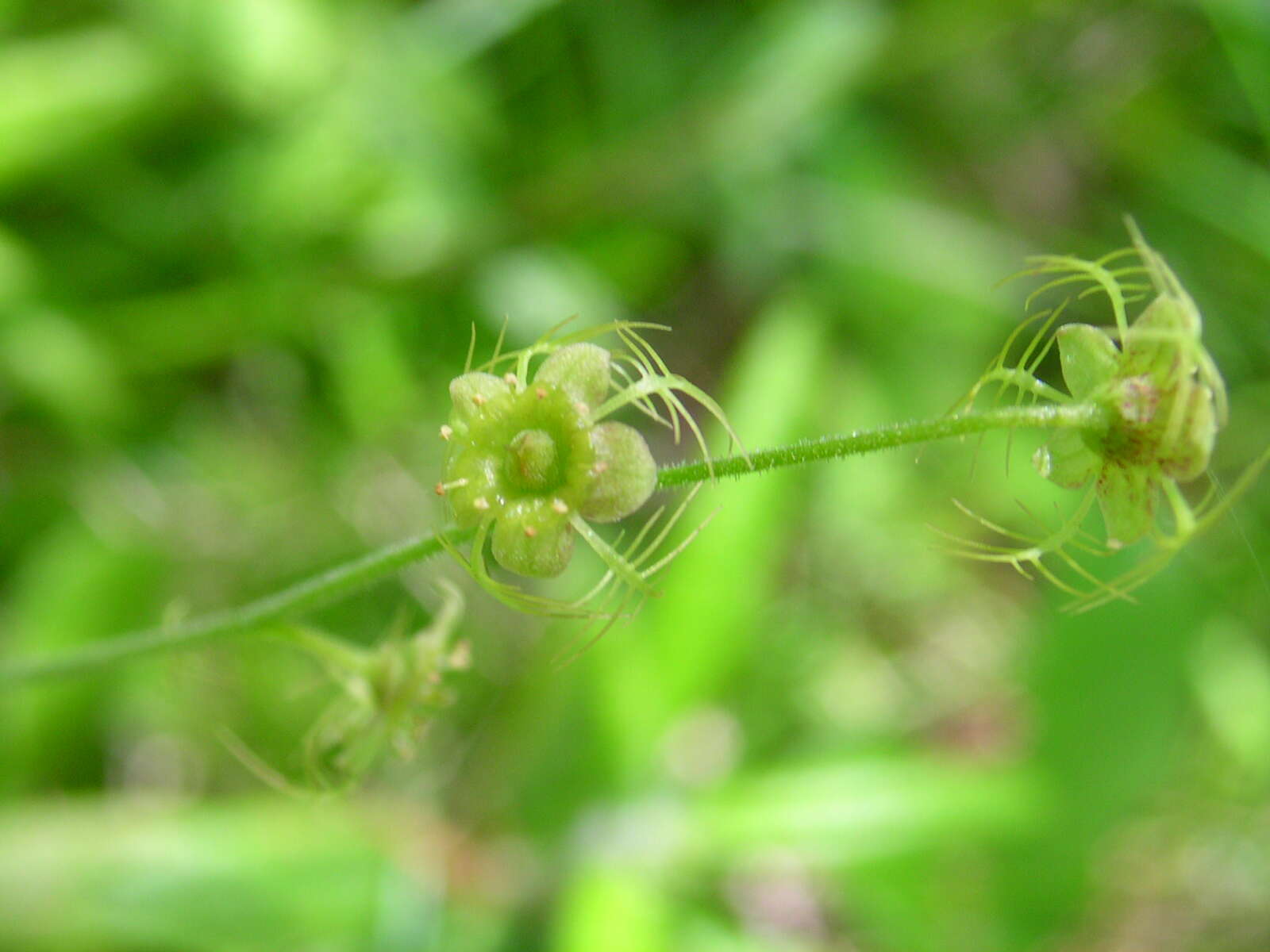 Image of naked miterwort