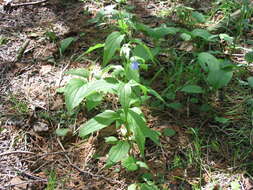 Image of tall bluebells