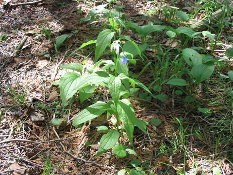 Mertensia paniculata (Ait.) G. Don resmi