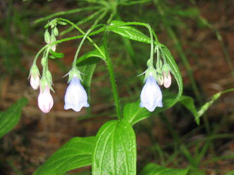 Mertensia paniculata (Ait.) G. Don resmi