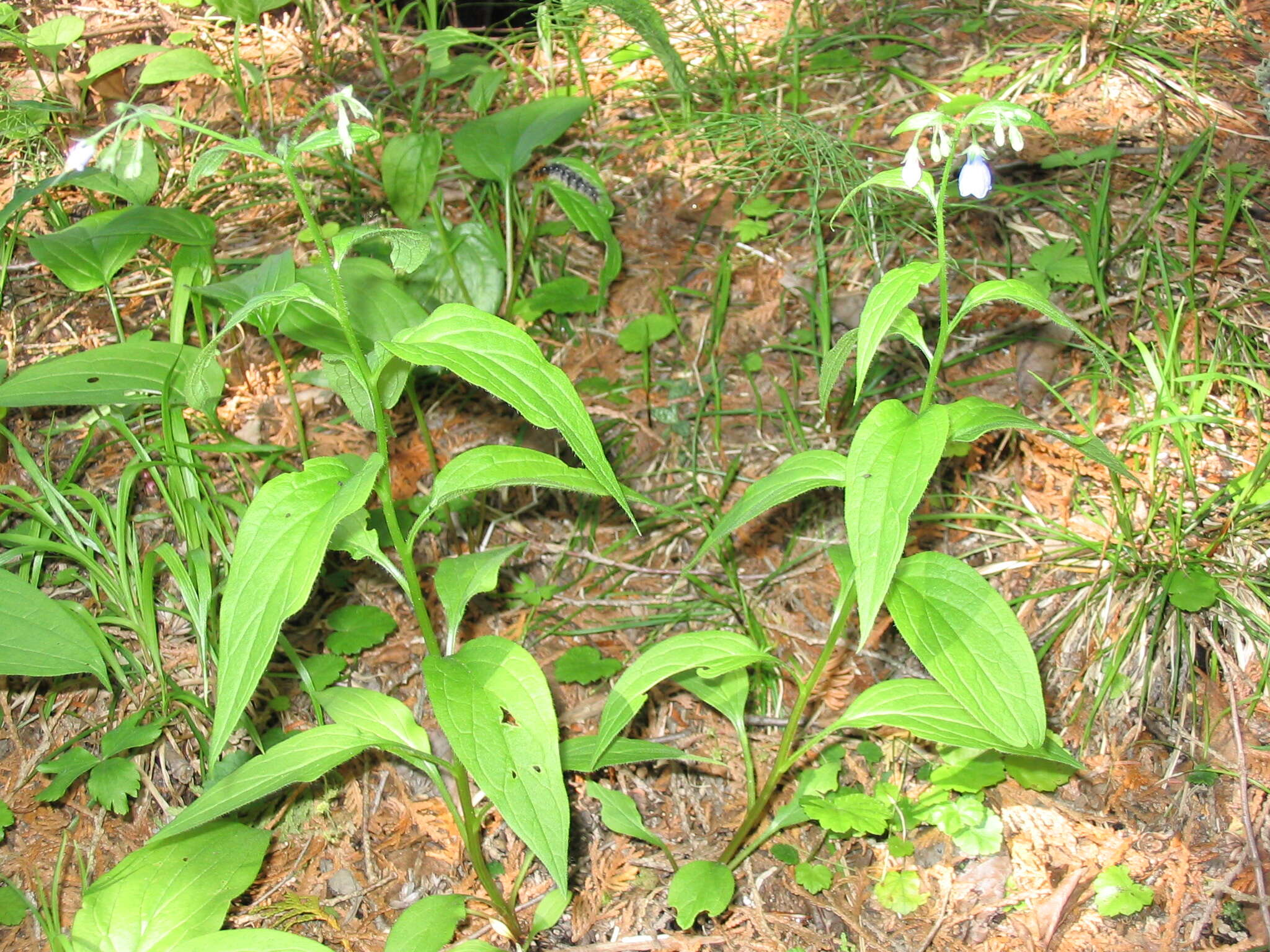 Image of tall bluebells