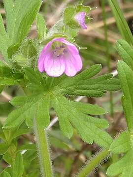 Imagem de Geranium fallax Steud.