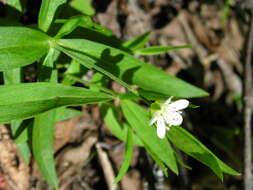 Plancia ëd Moehringia macrophylla (Hook.) Fenzl