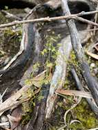 Image of Drosera modesta Diels