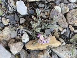 Imagem de Astragalus molybdenus Barneby